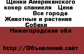Щенки Американского кокер спаниеля › Цена ­ 15 000 - Все города Животные и растения » Собаки   . Нижегородская обл.